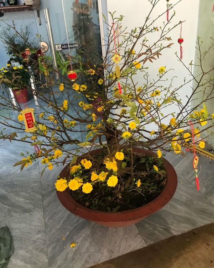ảnh trang trí cây mai ngày tết cực đẹp
