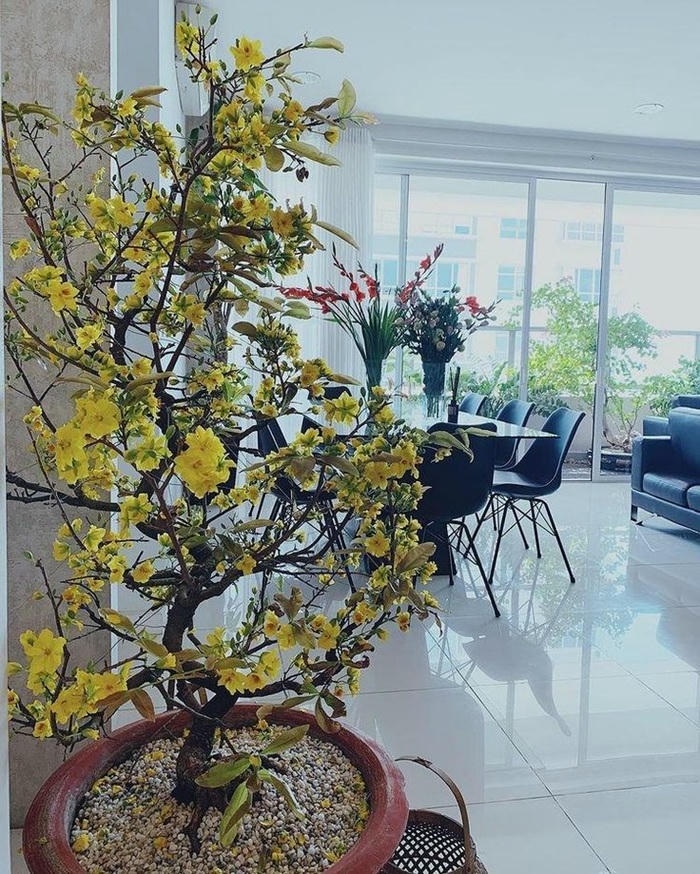 ảnh trang trí cây mai ngày tết cực xinh