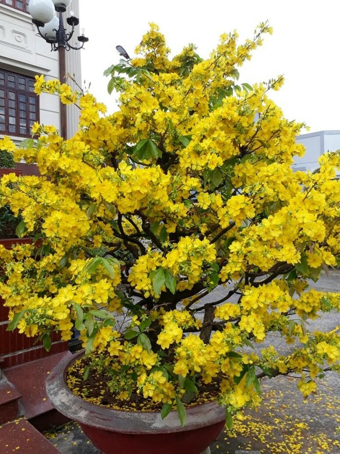 ảnh trang trí cây mai ngày tết siêu đẹp