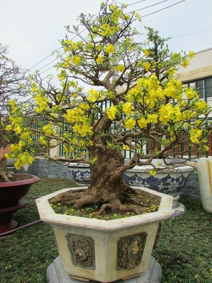 ảnh trang trí cây mai ngày tết xinh