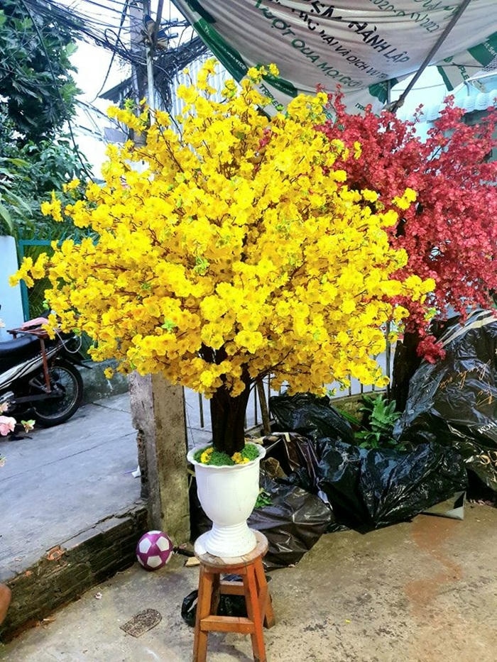 ảnh trang trí cây mai ngày tết xinh nhất