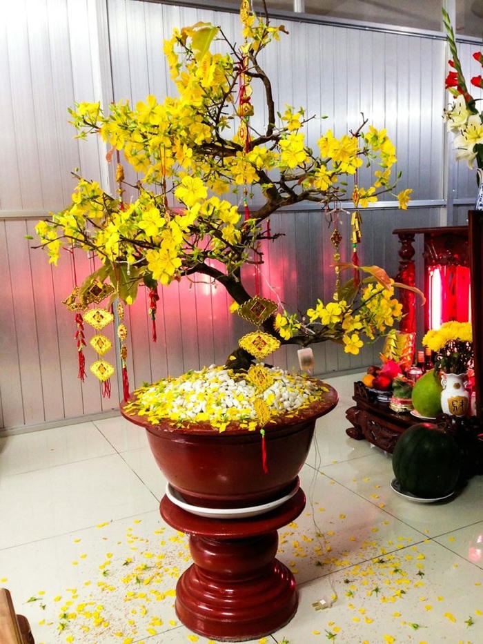 ảnh trang trí cây mai