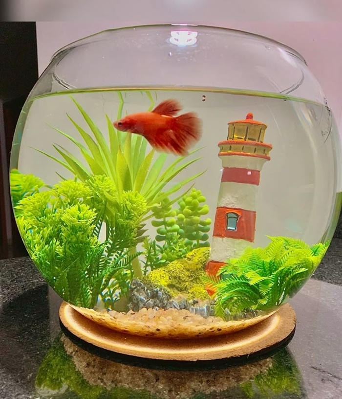 ảnh trang trí hồ cá mini đẹp
