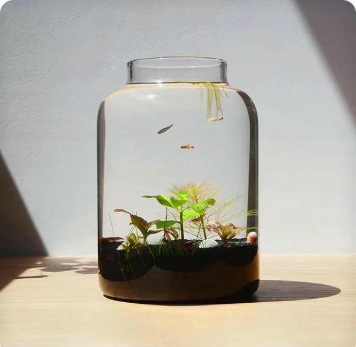 anh trang tri ho ca mini