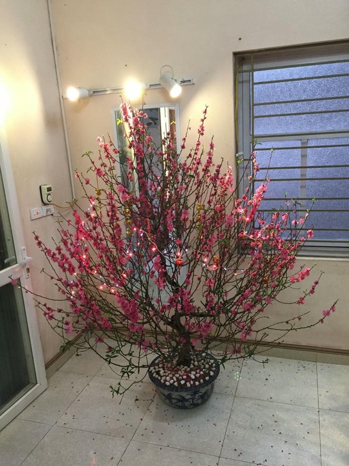 hình ảnh trang trí cây đào