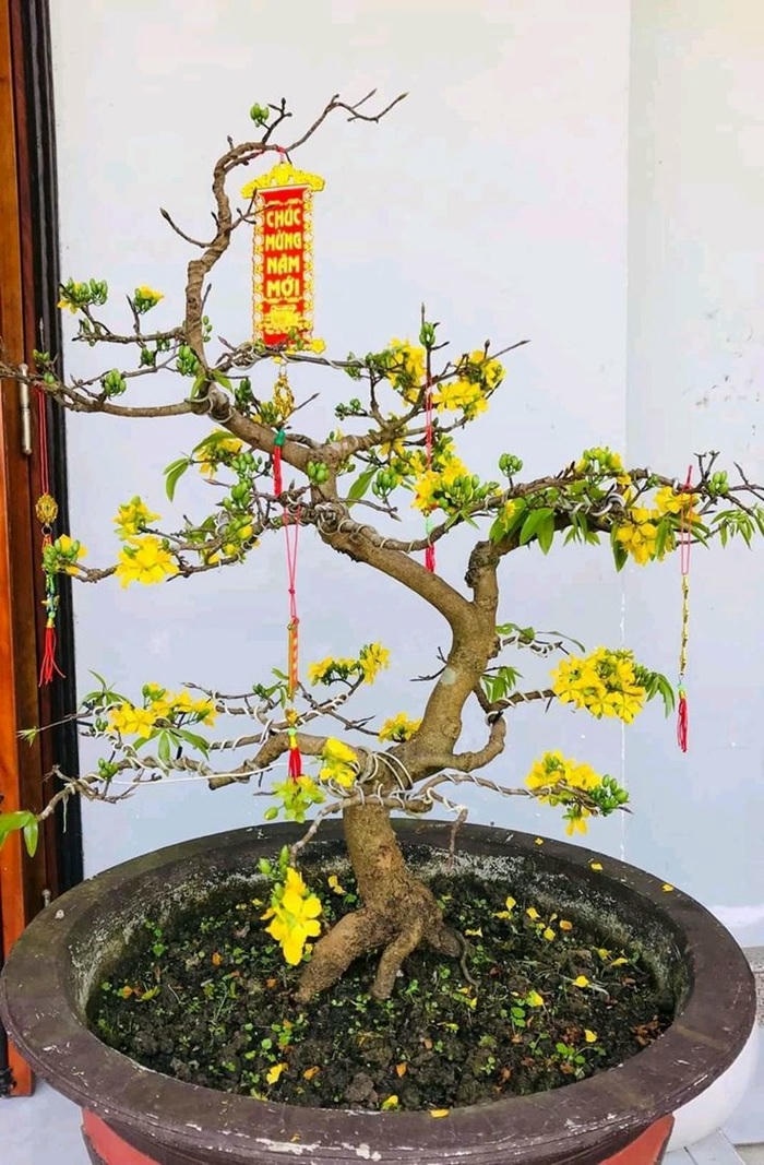 hình ảnh trang trí cây mai ngày tết cực đẹp