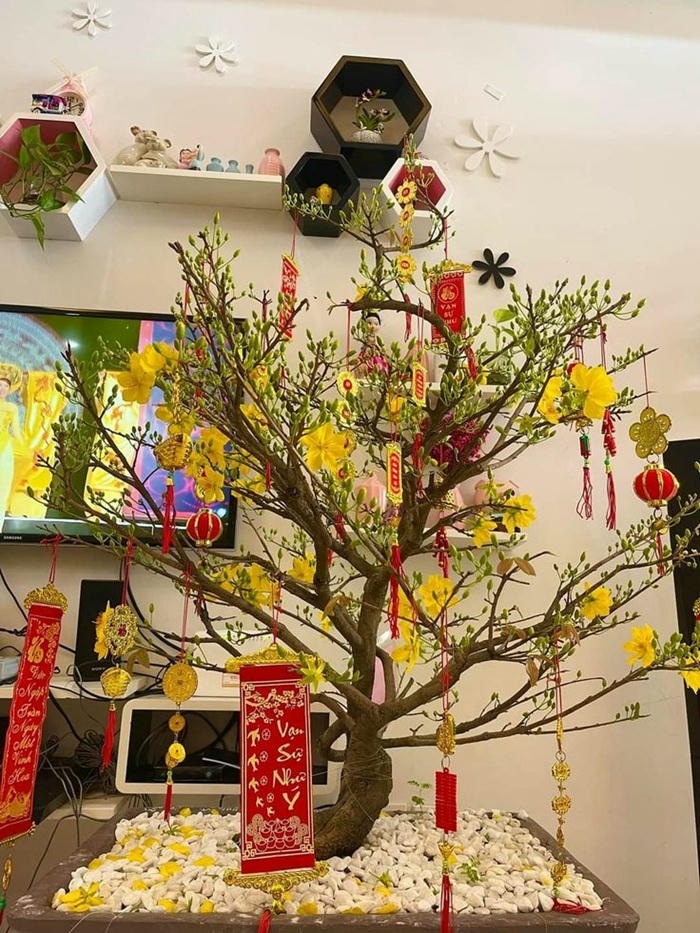 hình ảnh trang trí cây mai ngày tết xinh