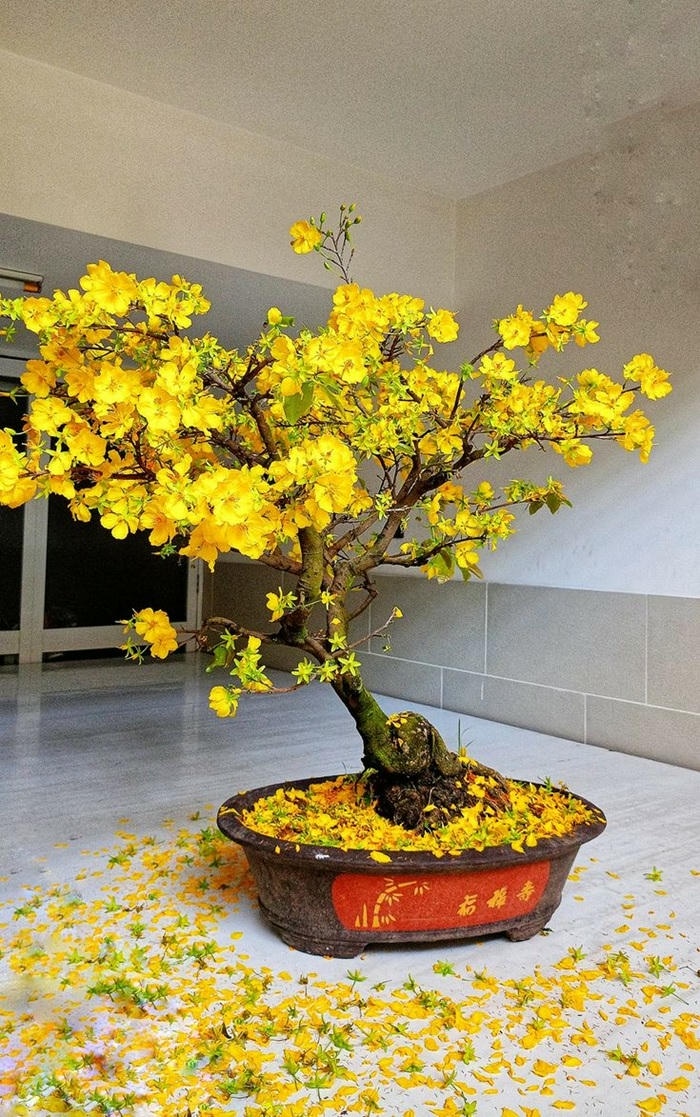 hình ảnh trang trí cây mai ngày tết