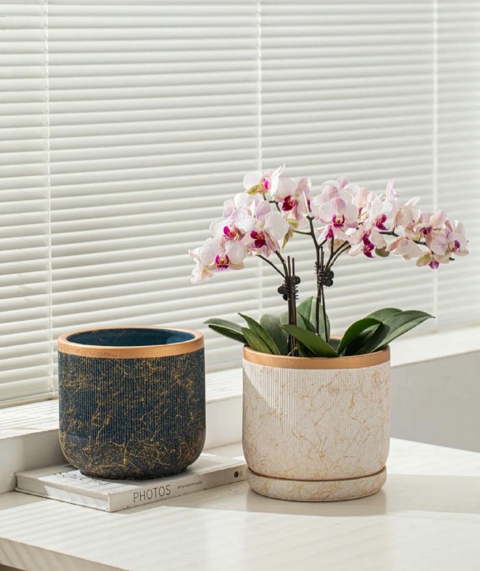 hình ảnh trang trí chậu cây đẹp nhất