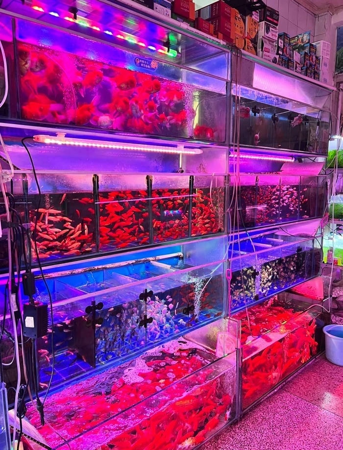 hình ảnh trang trí hồ cá mini đẹp cực