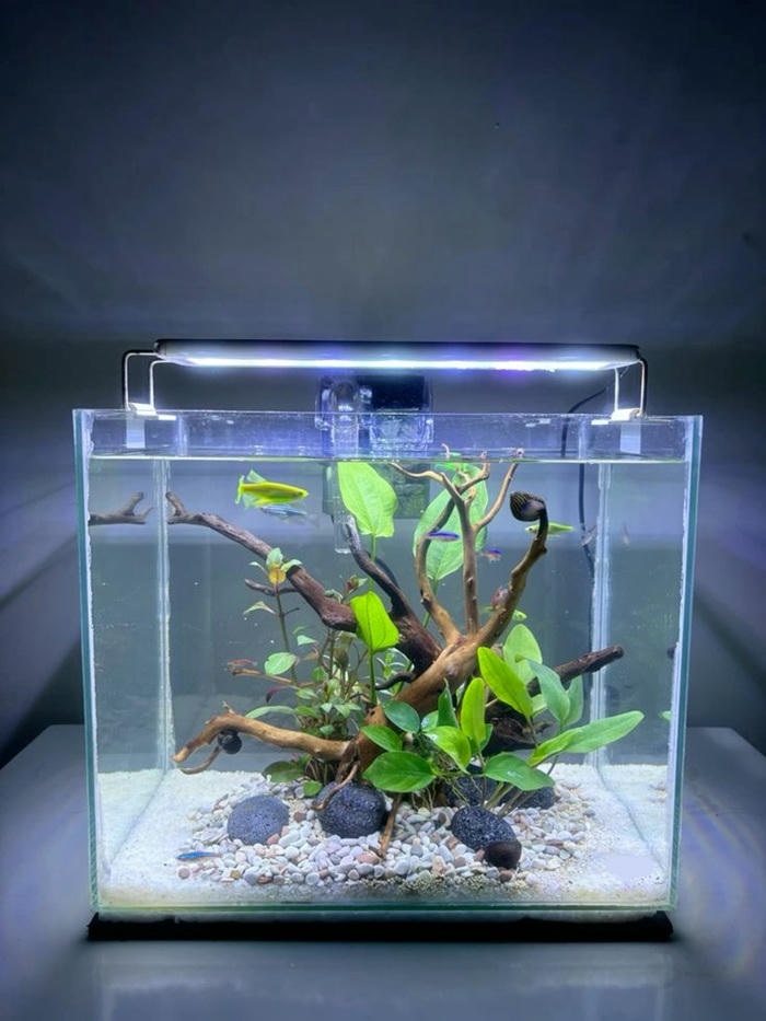 hình trang trí bể cá c