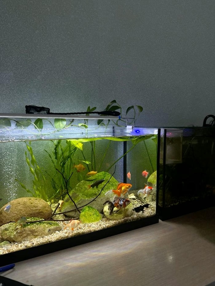 hình trang trí bể cá đẹp