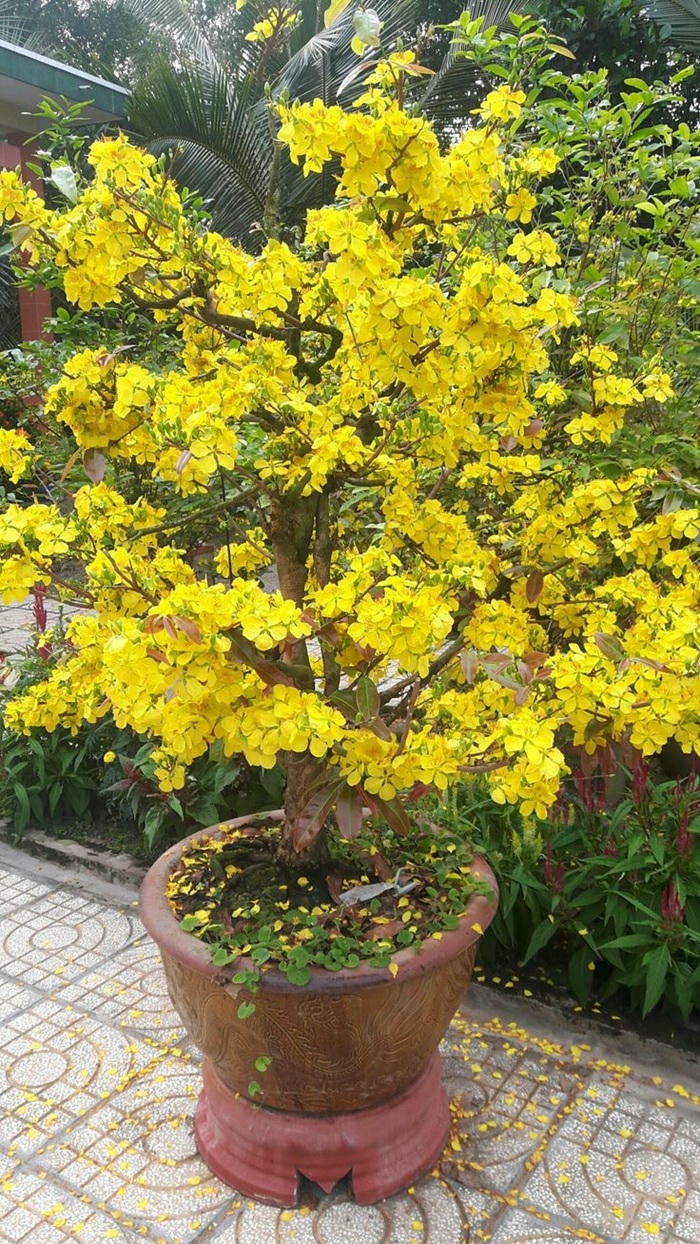 hình trang trí cây mai ngày tết đẹp