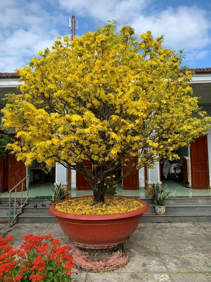 hình trang trí cây mai ngày tết đẹp nhất