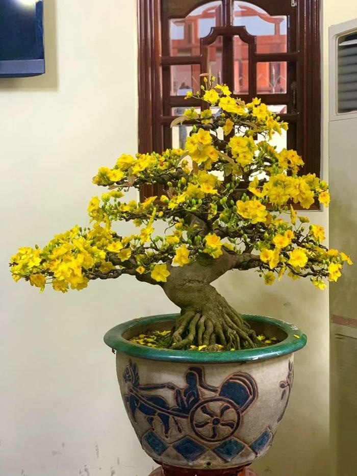 hình trang trí cây mai ngày tết xinh