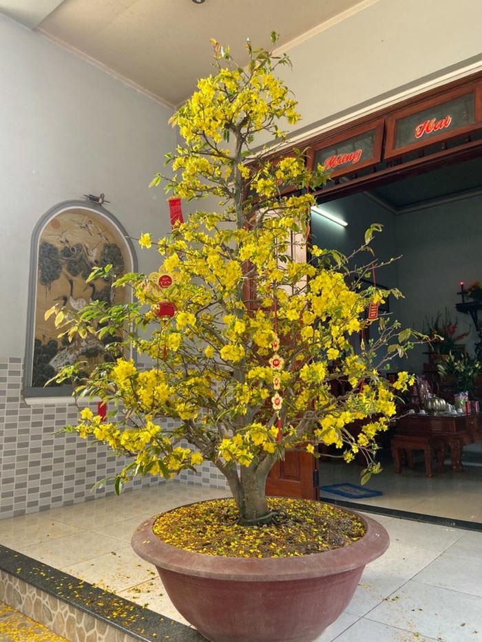 hình trang trí cây mai ngày tết