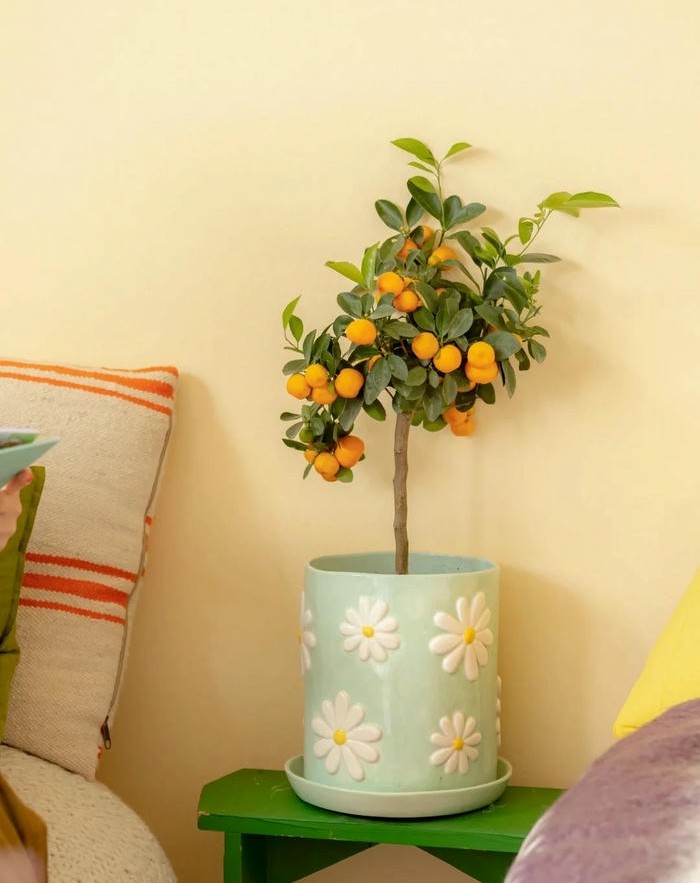 hình trang trí chậu cây cực đẹp