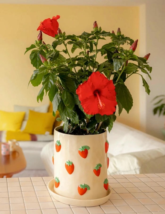 hình trang trí chậu cây đẹp nhất