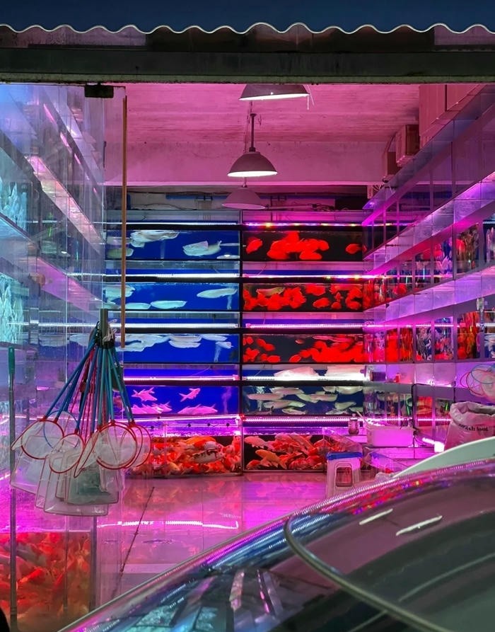 hình trang trí hồ cá mini đẹp cực