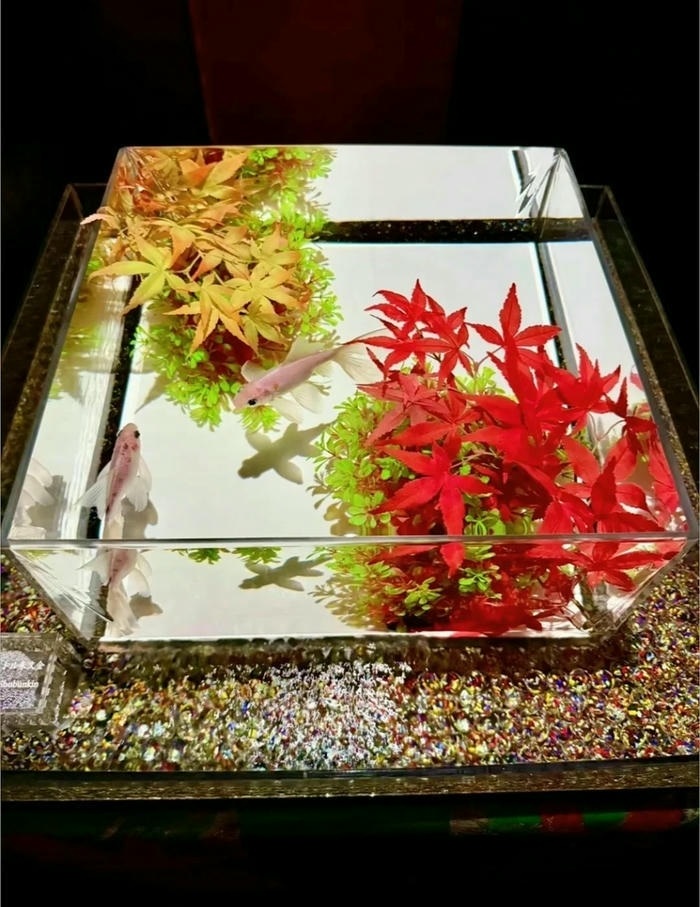 hinh trang tri ho ca mini