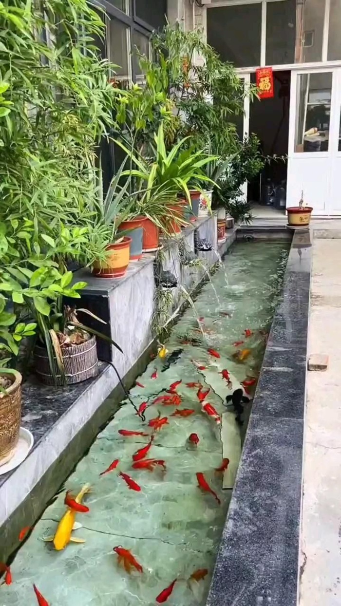 mẫu trang trí hồ cá đẹp