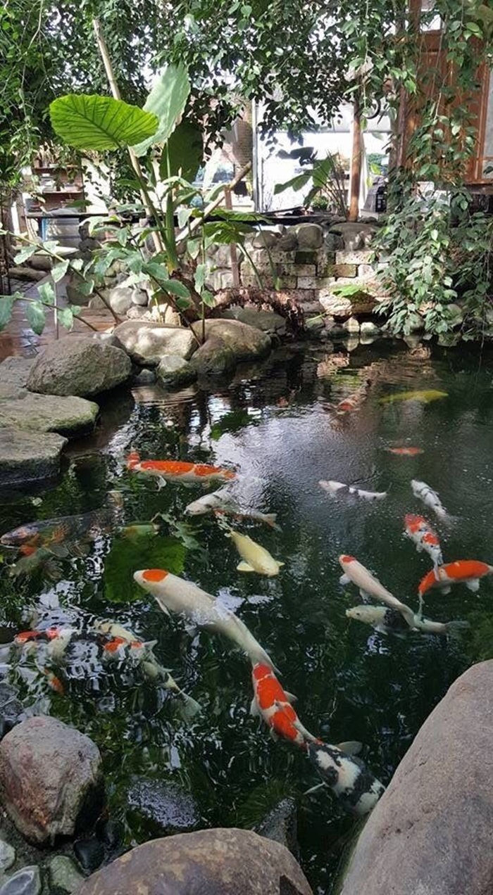 mẫu trang trí hồ cá đẹp nhất