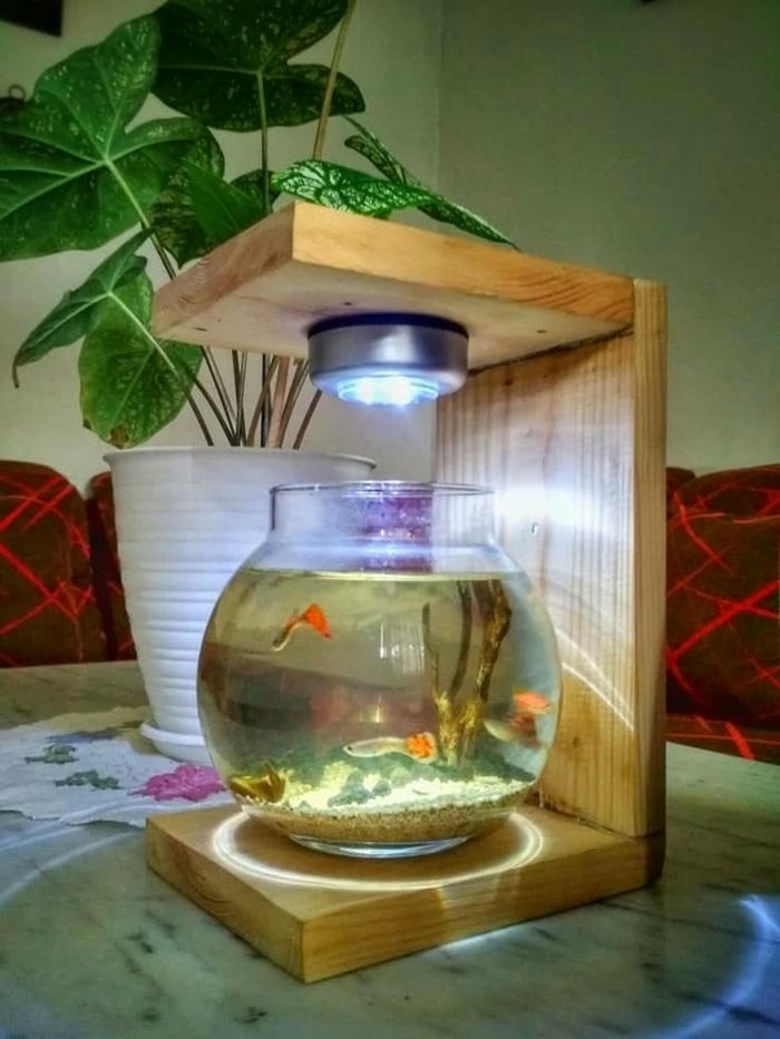 mẫu trang trí hồ cá mini đẹp nhất