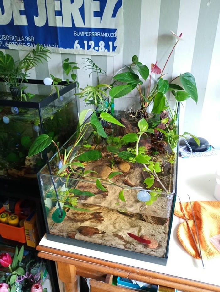 trang trí bể cá đơn giản