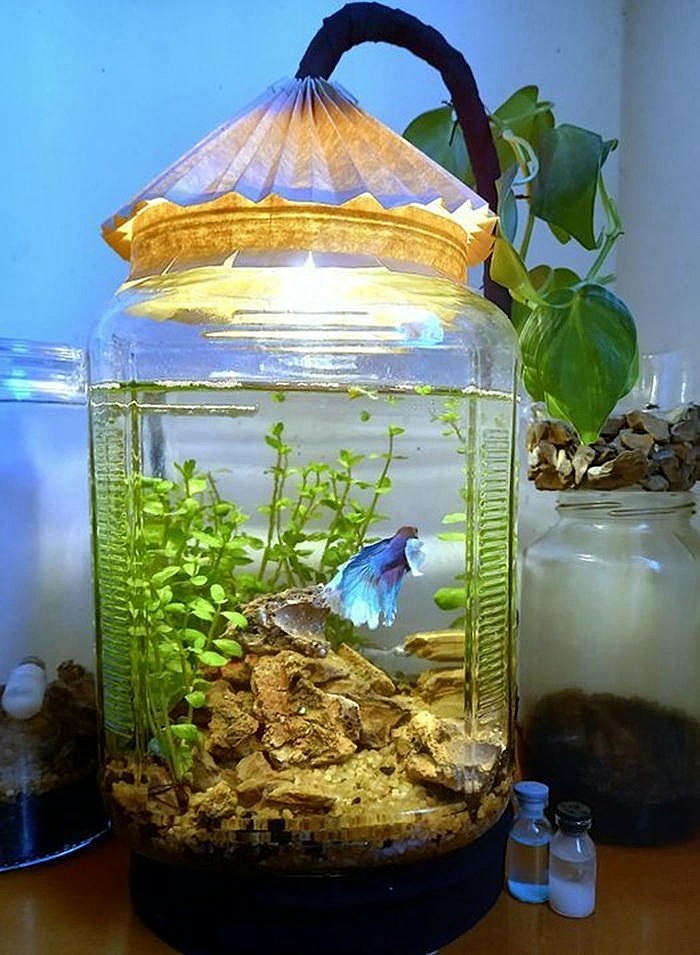 trang trí bể cá siêu đẹp