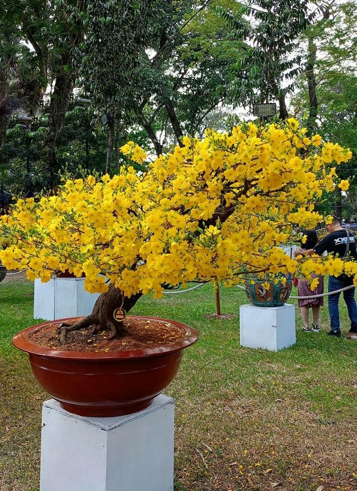 trang trí cây mai ngày tết cực xinh
