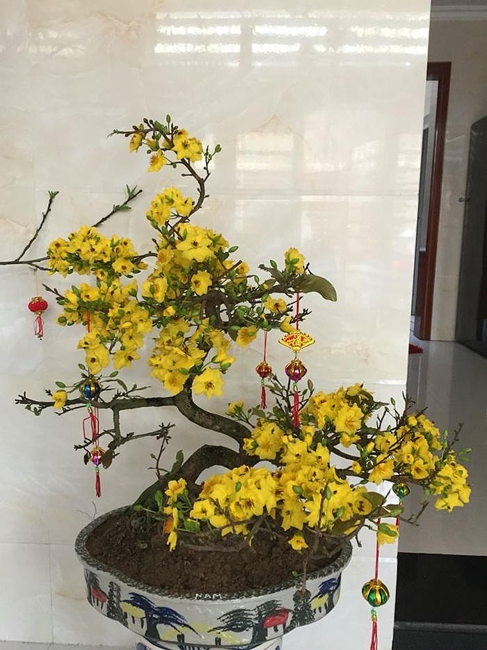 trang trí cây mai ngày tết siêu xinh