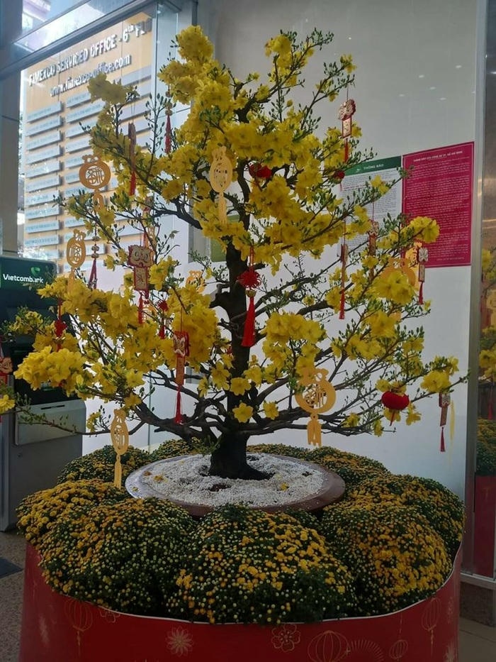 trang trí cây mai ngày tết xinh