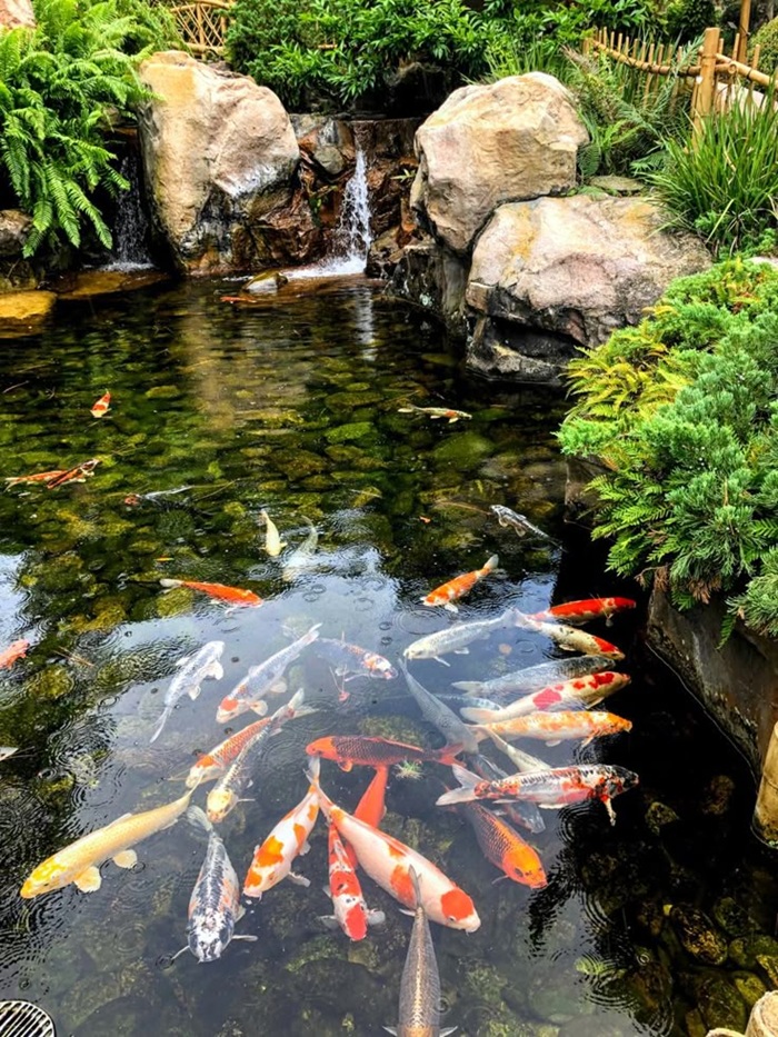 trang trí hồ cá đẹp