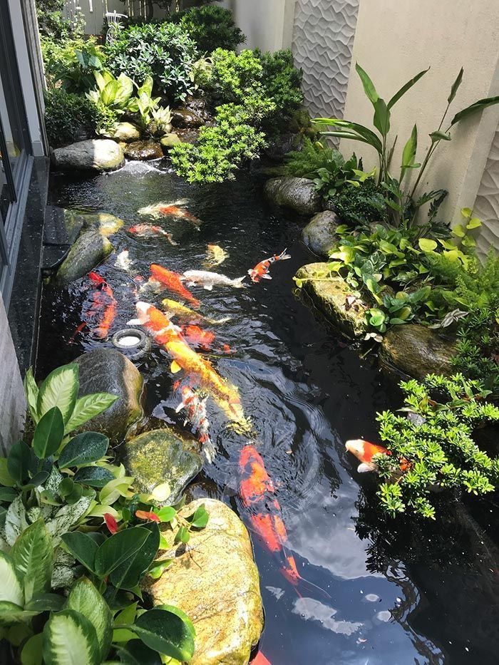 trang trí hồ cá đẹp nhất