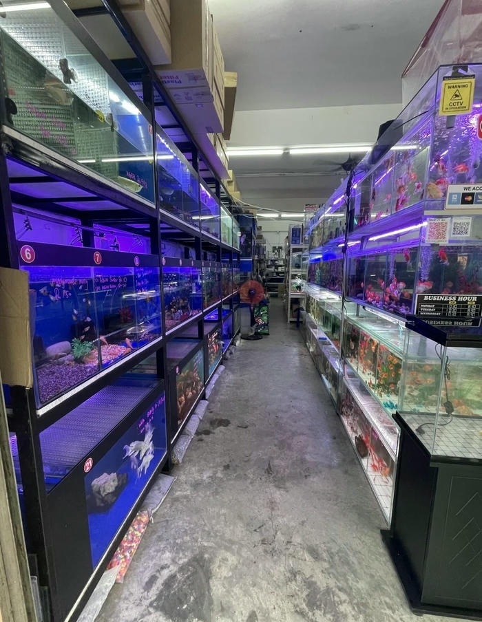 trang tri ho ca mini đep