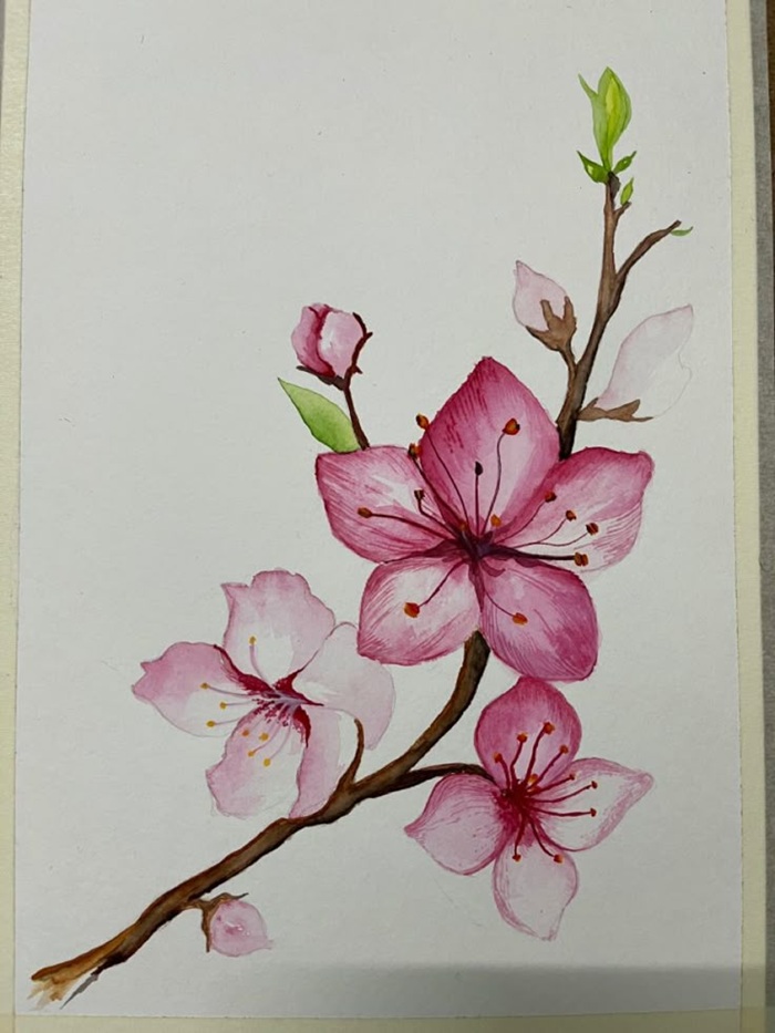 vẽ hoa trang trí cành đào hồng