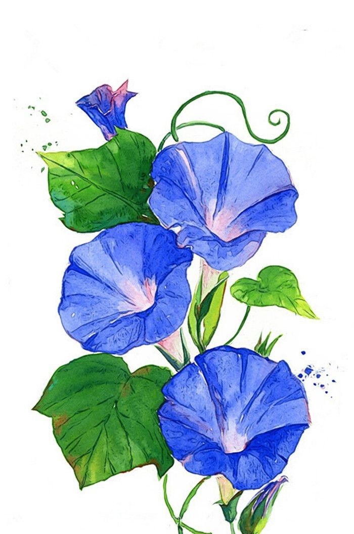 vẽ hoa trang trí hoa biếc xanh