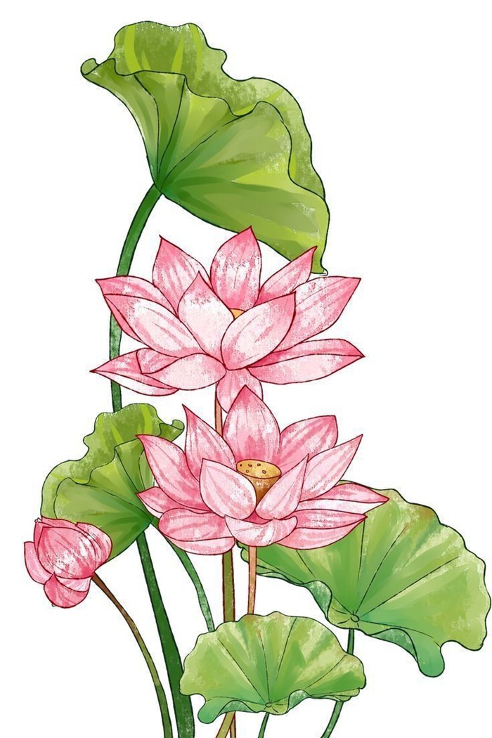 vẽ hoa trang trí hoa sen nở