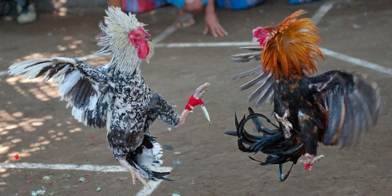 Cac-the-loai-thi-da-ga-okfun-pho-bien-nhat-hien-nay