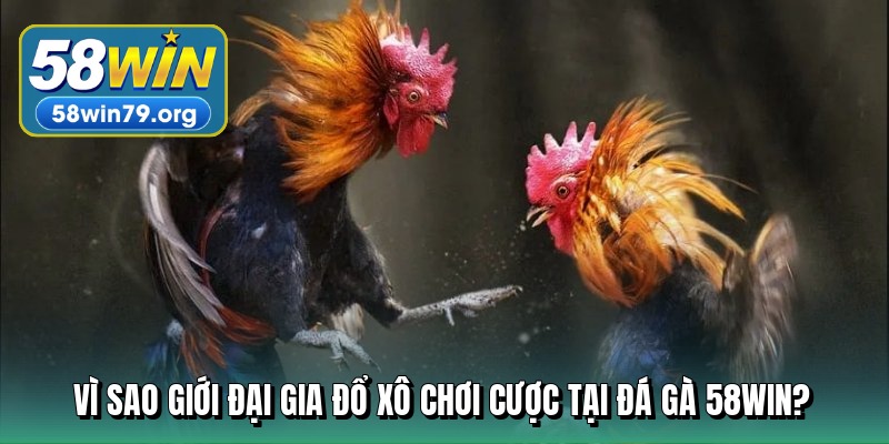 vi-sao-gioi-dai-gia-do-xo-choi-cuoc-tai-da-ga-58win