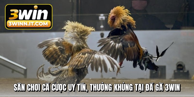 san-choi-ca-cuoc-uy-tin-thuong-khung-tai-da-ga-3win